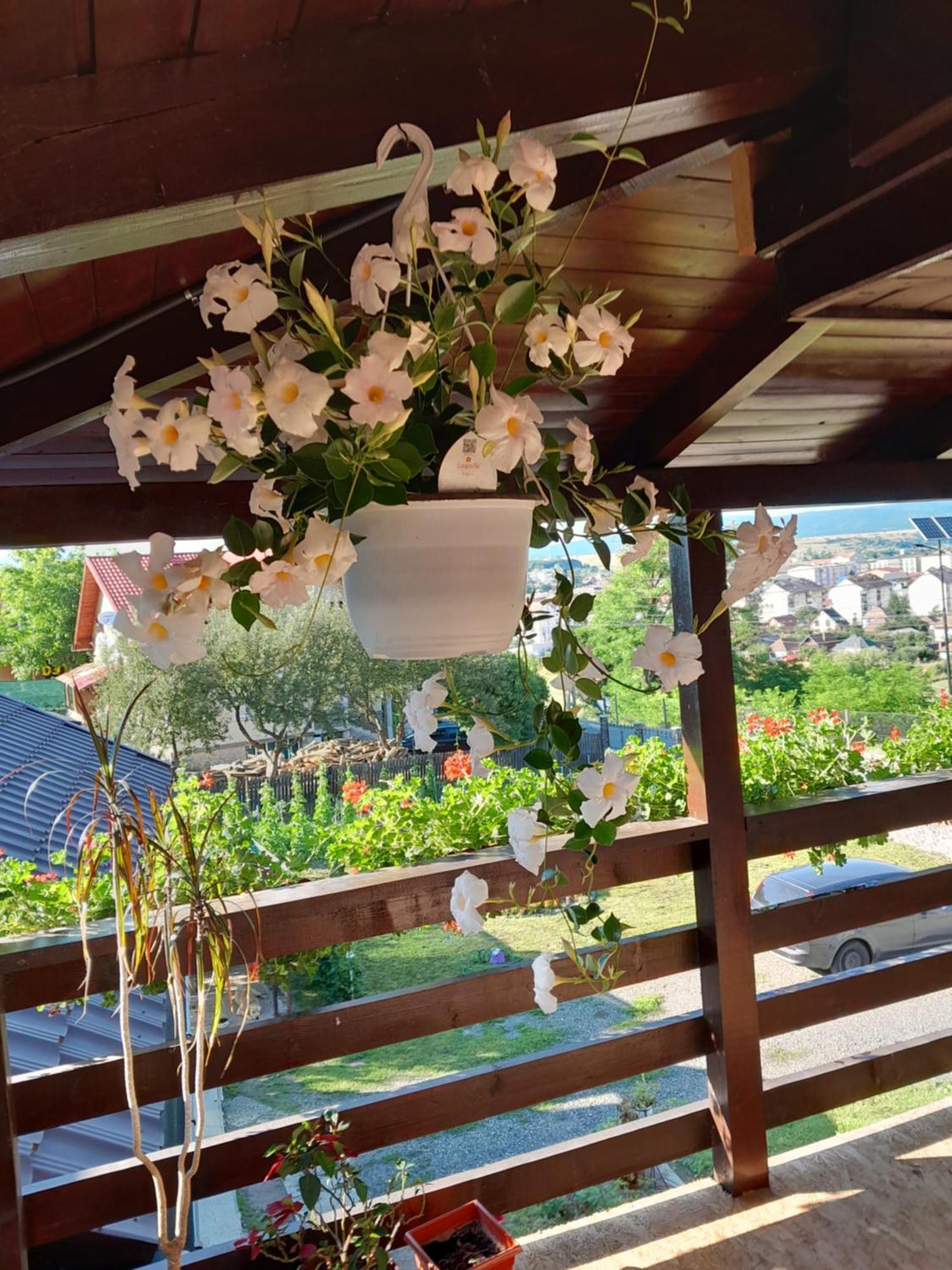 Hotel Casa Alex Topliţa Zewnętrze zdjęcie